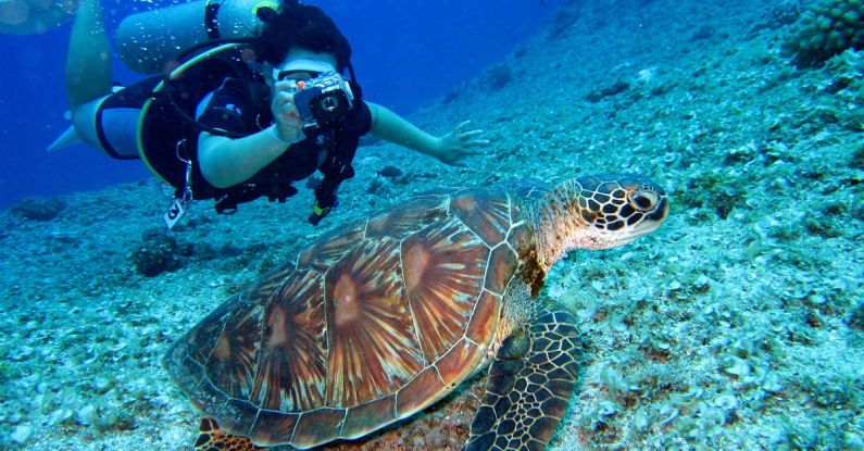 Submarine - Person Takes Photo Of Tortoise