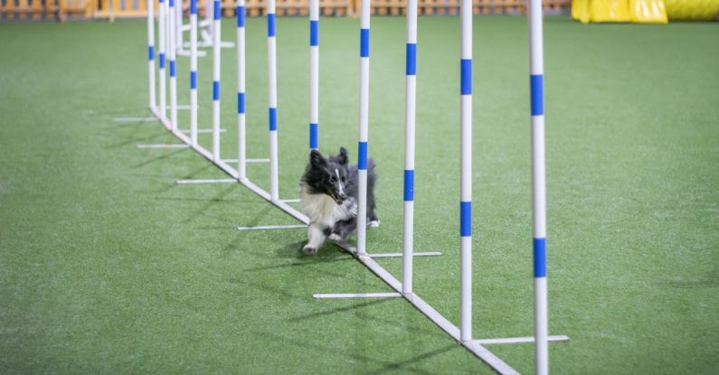 Obstacle Avoidance - A dog running through a dog agility course